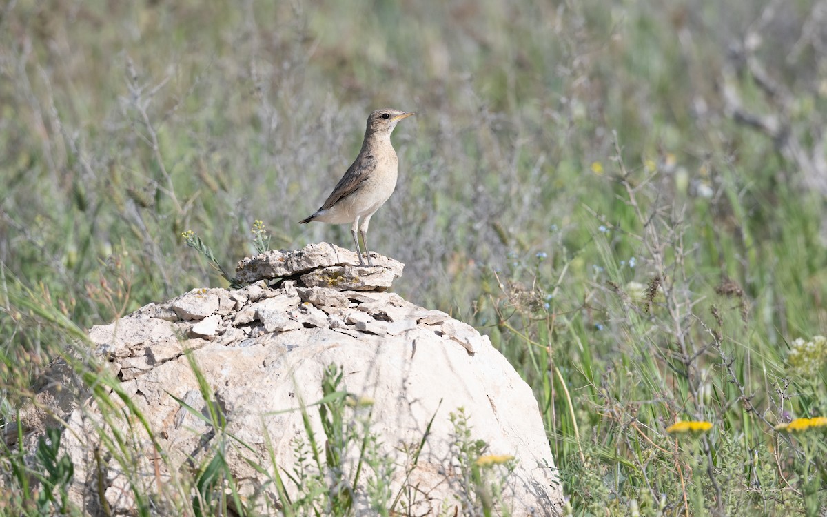 Isabelline Wheatear - ML645241870