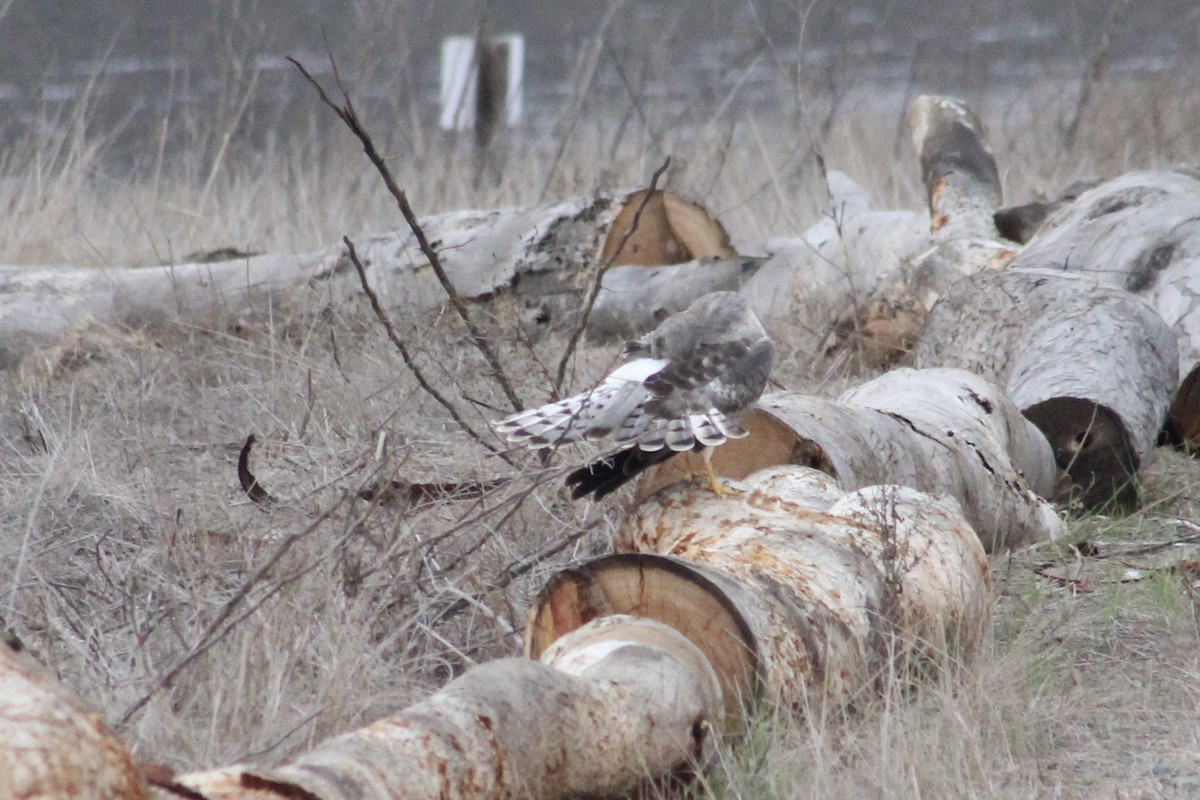 Northern Harrier - ML645241877