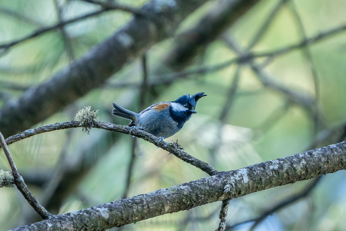 ירגזי שחור - ML645241882