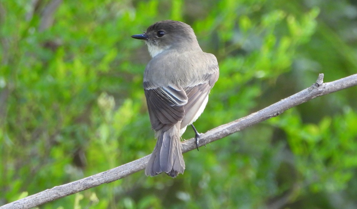 Weißbauch-Phoebetyrann - ML645241896