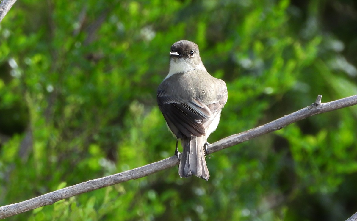 Weißbauch-Phoebetyrann - ML645241897