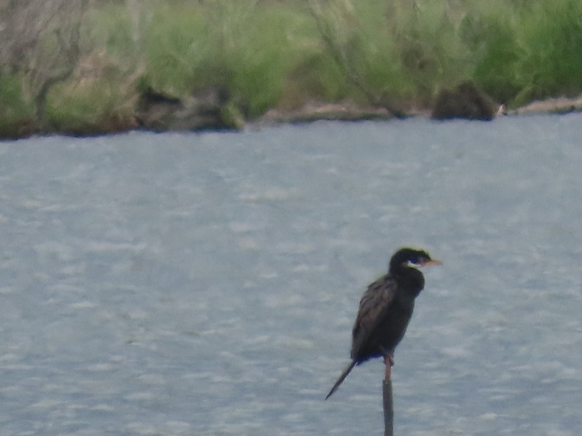 Little Pied Cormorant - ML645241898