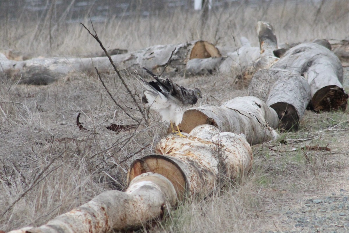 Northern Harrier - ML645241915