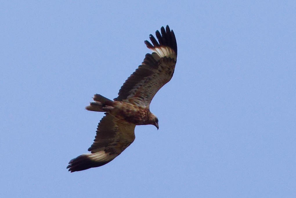 kongeglente - ML645241916