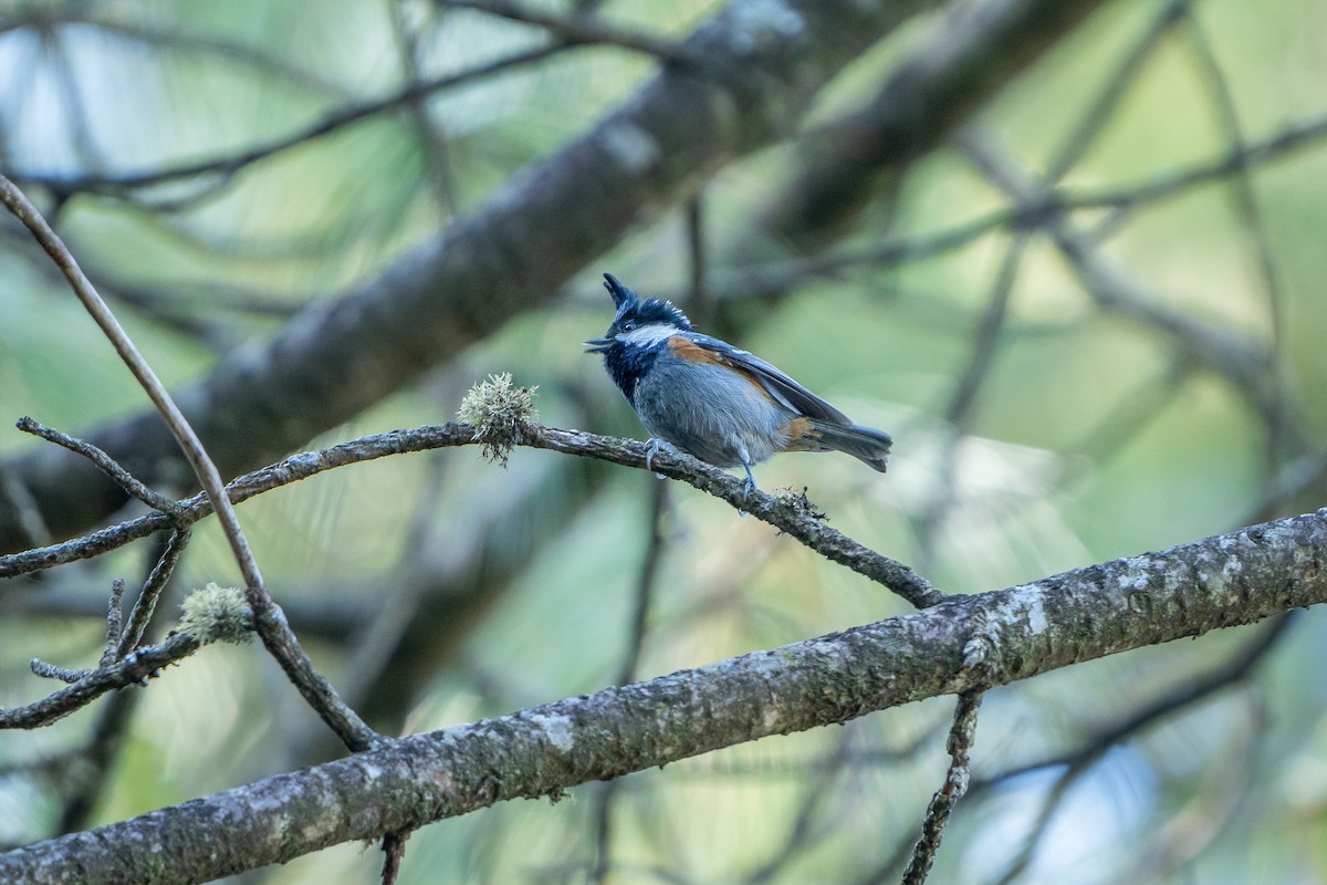 ירגזי שחור - ML645241919
