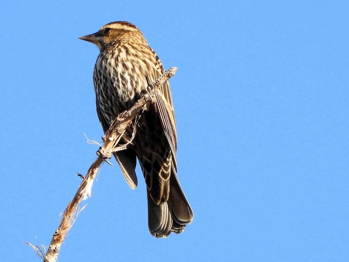 vlhovec červenokřídlý - ML645241920