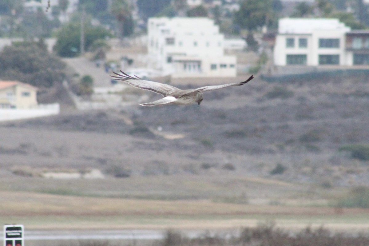 Northern Harrier - ML645241922