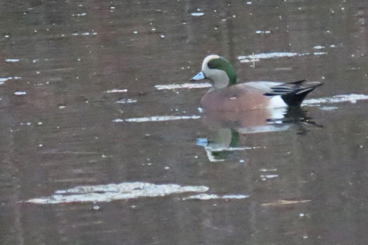 hvízdák americký - ML645241927