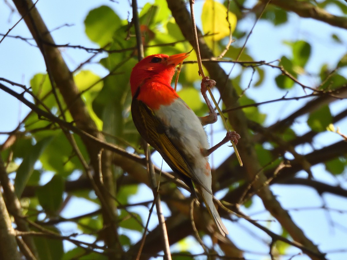 Anaplecte écarlate - ML645241955