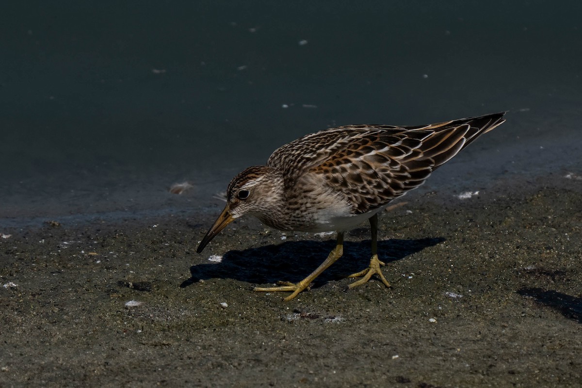 Pectoral Sandpiper - ML645241965