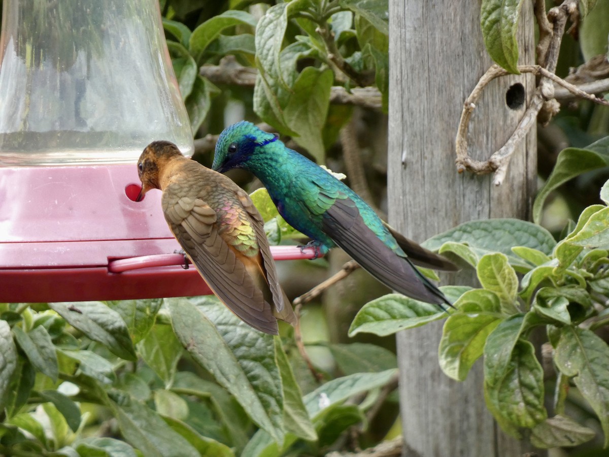 Great Sapphirewing - ML645241967