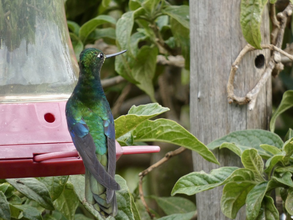 Great Sapphirewing - ML645241968