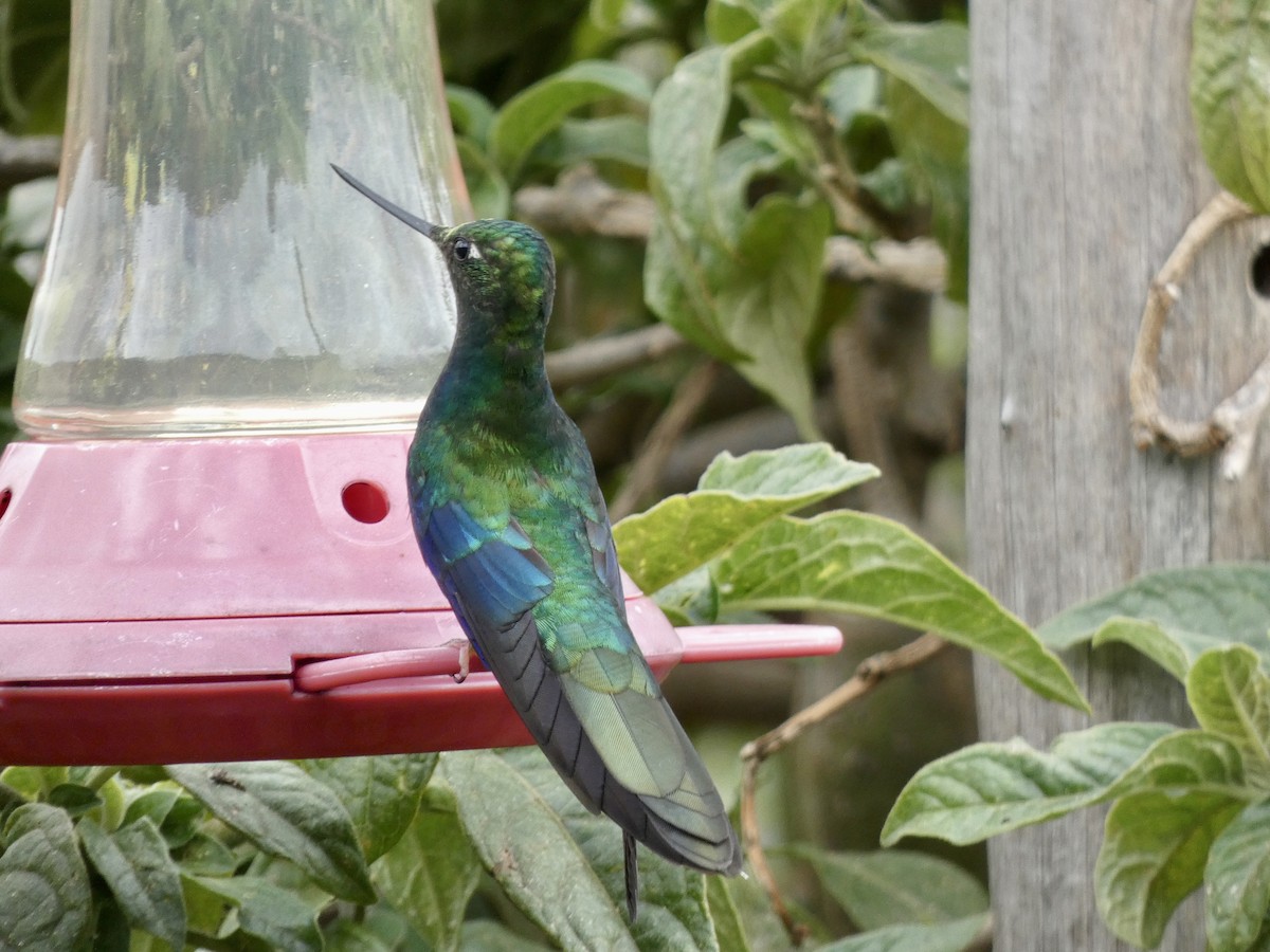 Great Sapphirewing - ML645241969