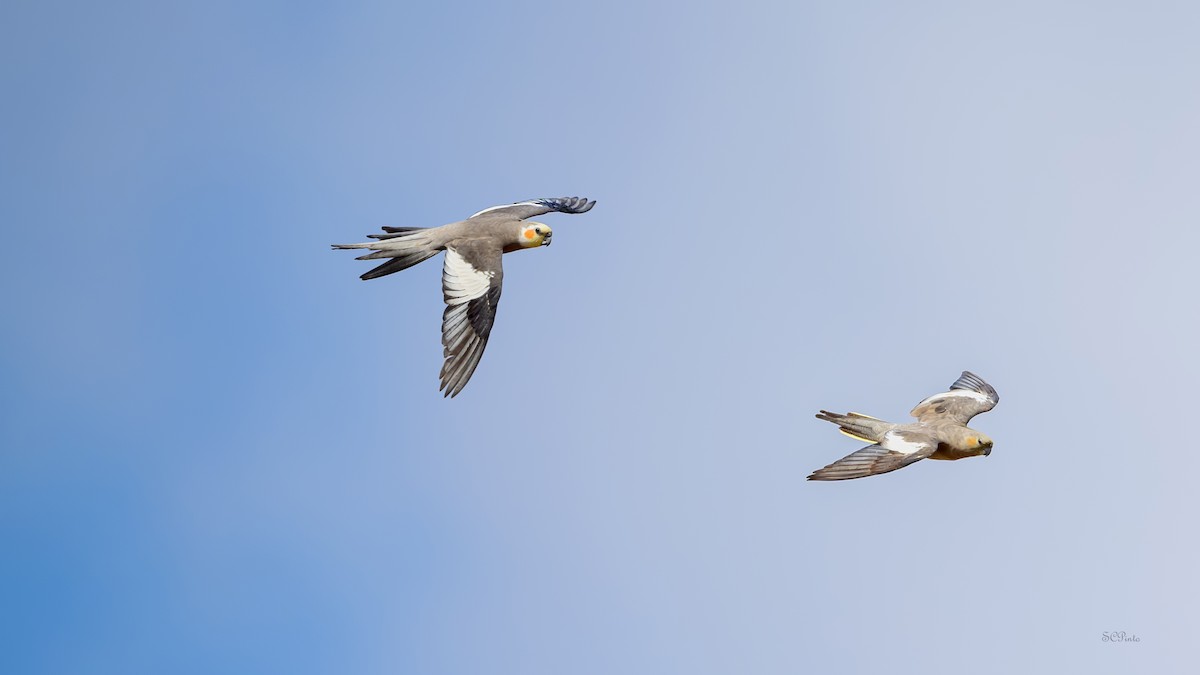 Cockatiel - ML645241988