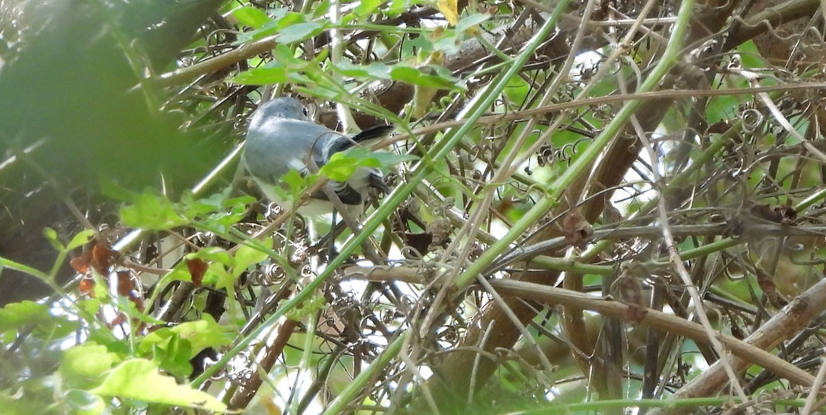 Perlita Grisilla - ML645241995