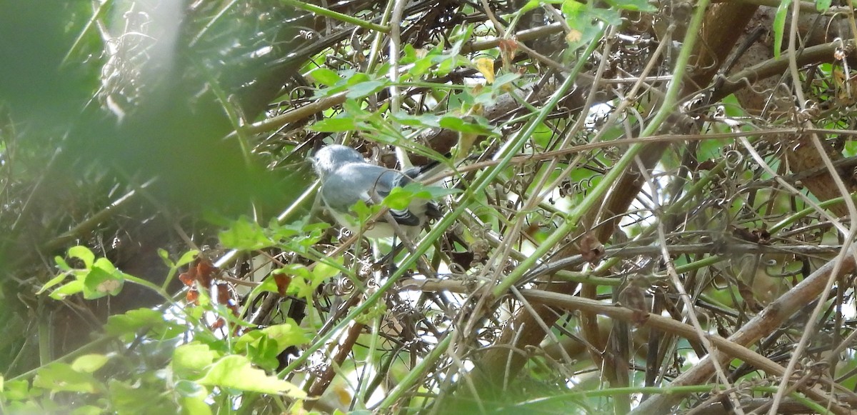 Perlita Grisilla - ML645241996