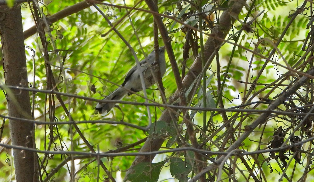 Perlita Grisilla - ML645241997