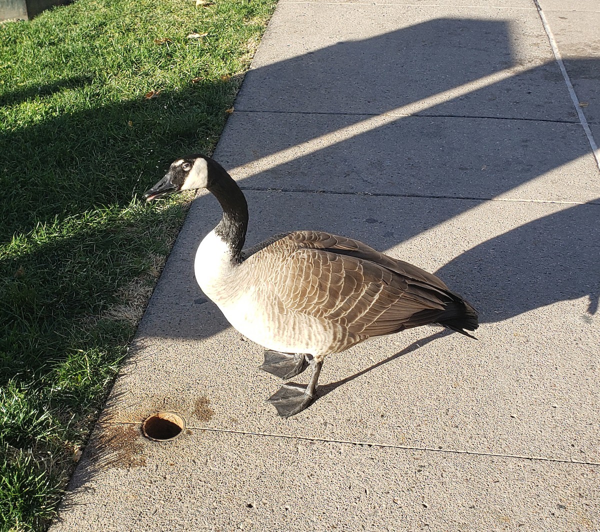 Canada Goose - ML645242001