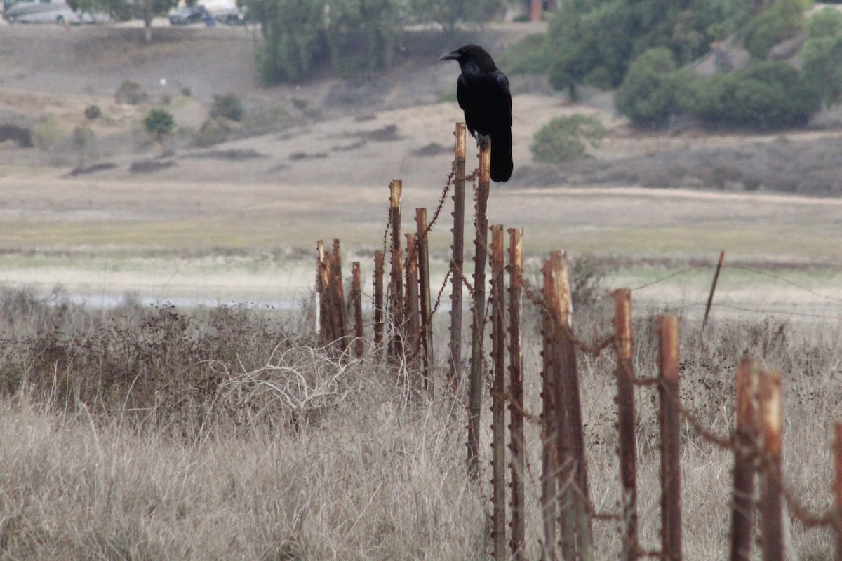 Common Raven - ML645242005