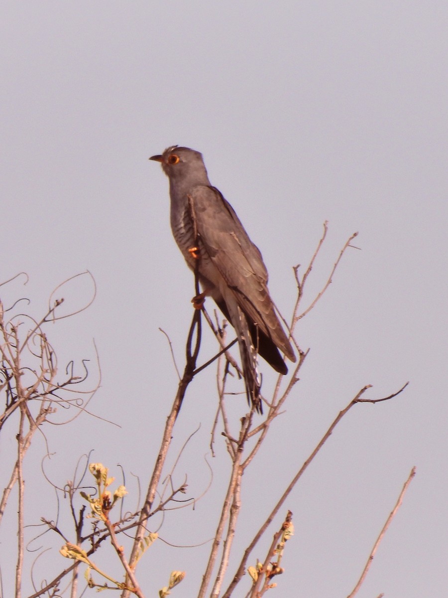 Coucou africain - ML645242034