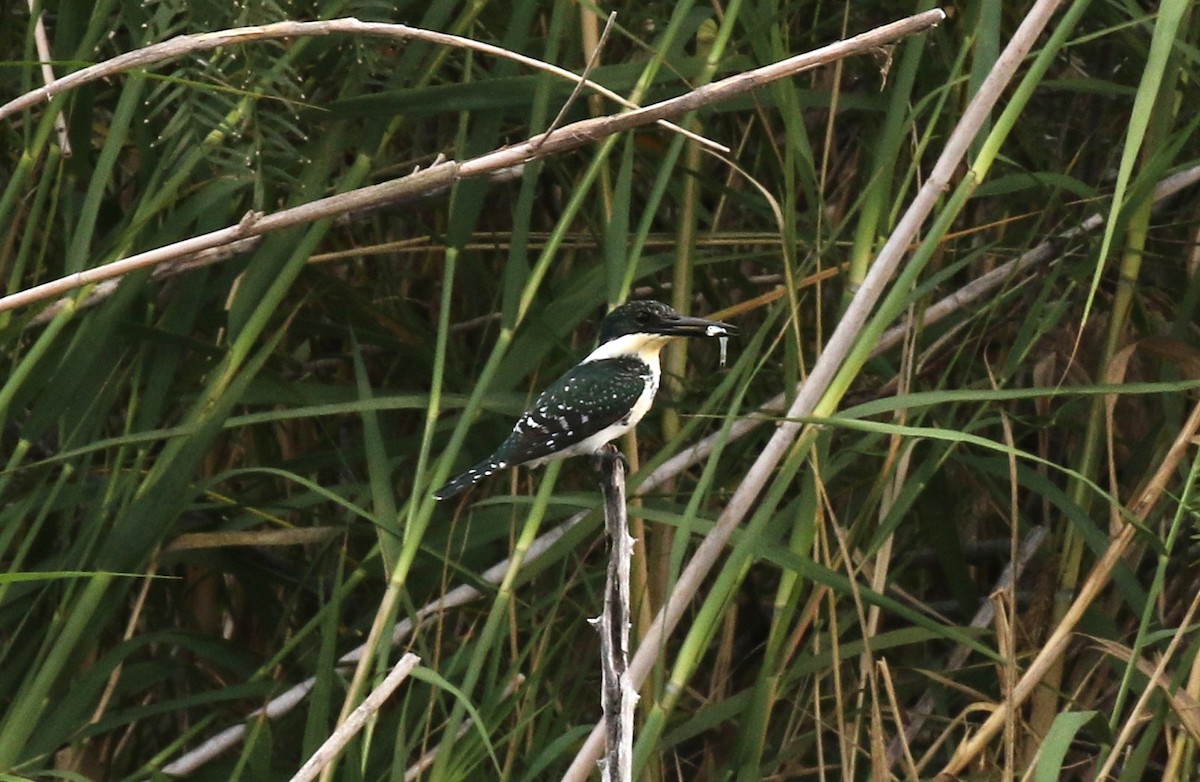 Green Kingfisher - ML645242037