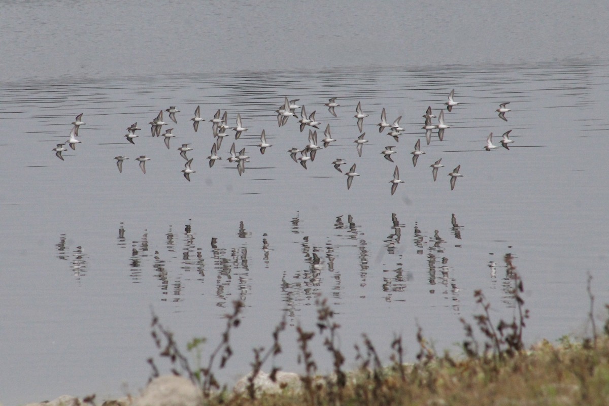 Correlimos sp. - ML645242038