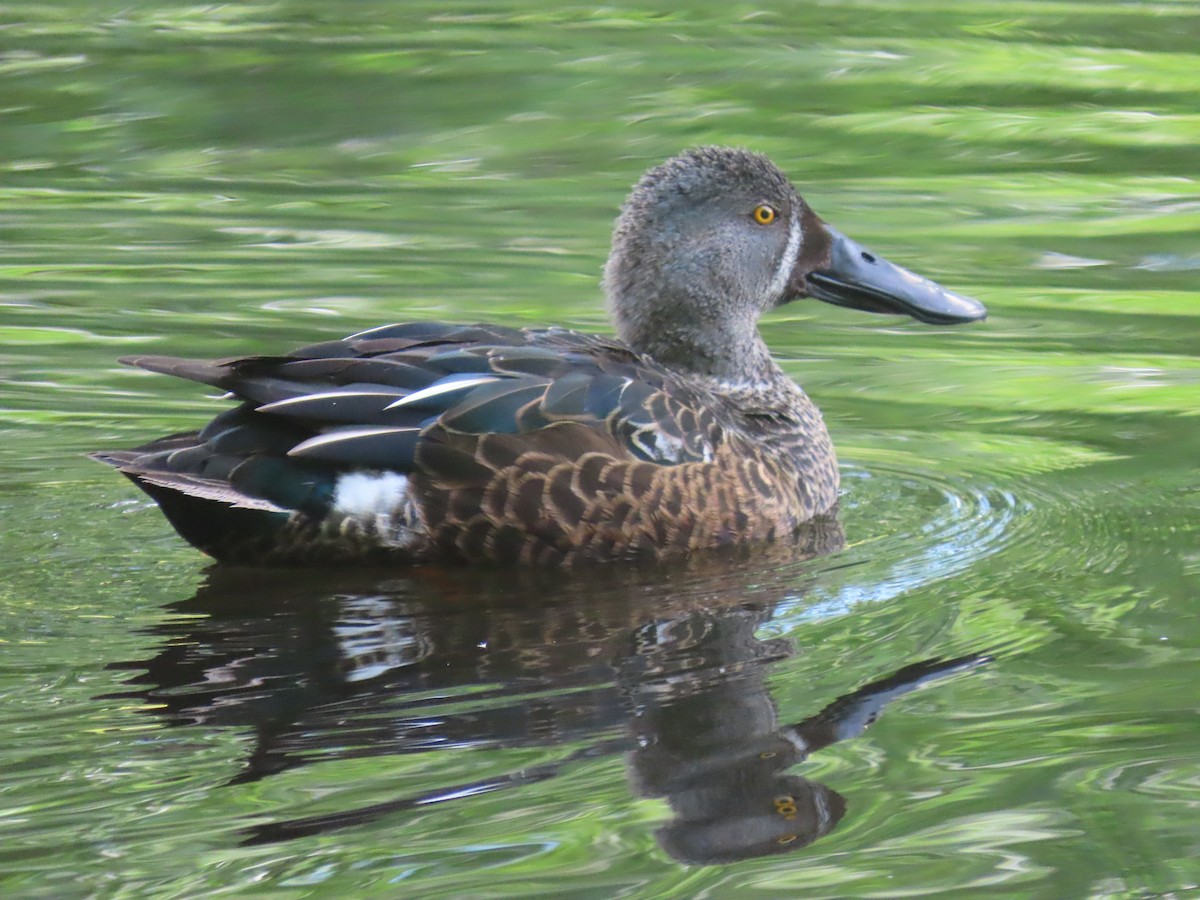 Australasian Shoveler - ML645242067
