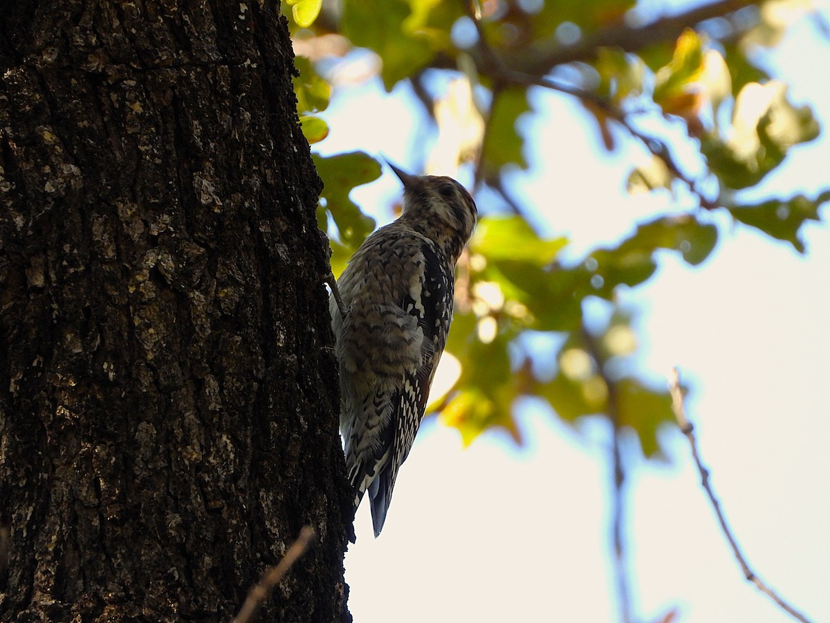 datel rudohrdlý - ML645242076