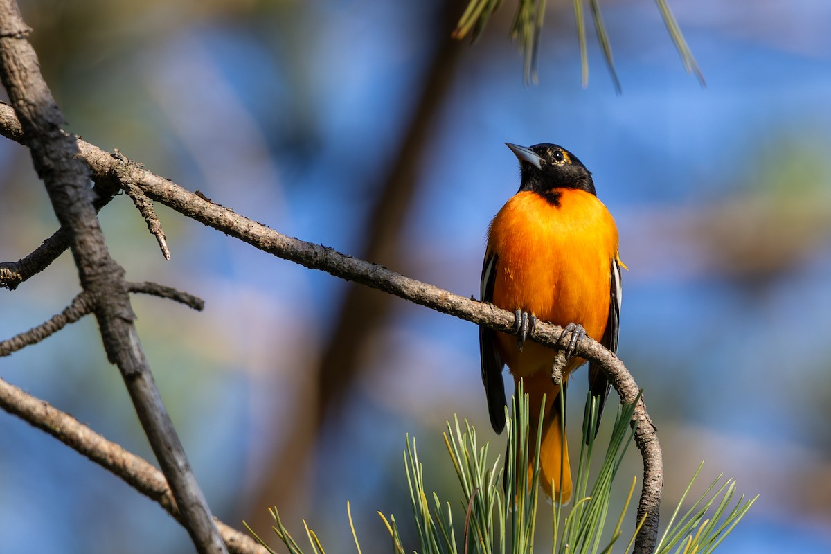 ボルチモアムクドリモドキ - ML645242083