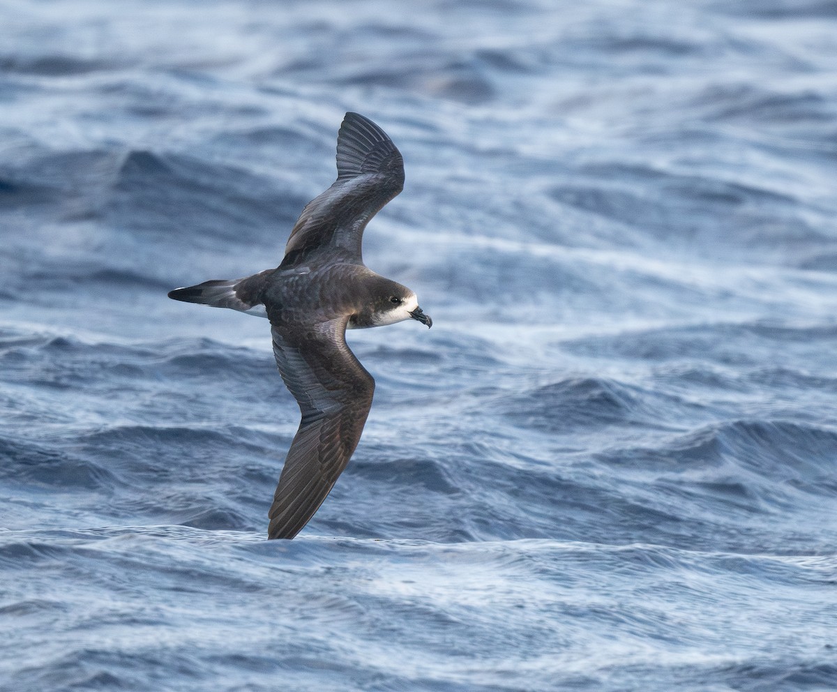 bermudapetrell - ML645242089