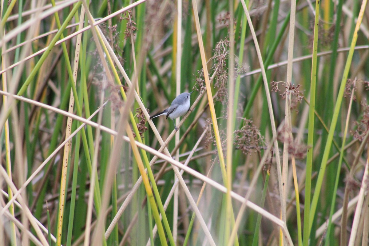 Perlita Grisilla - ML645242091