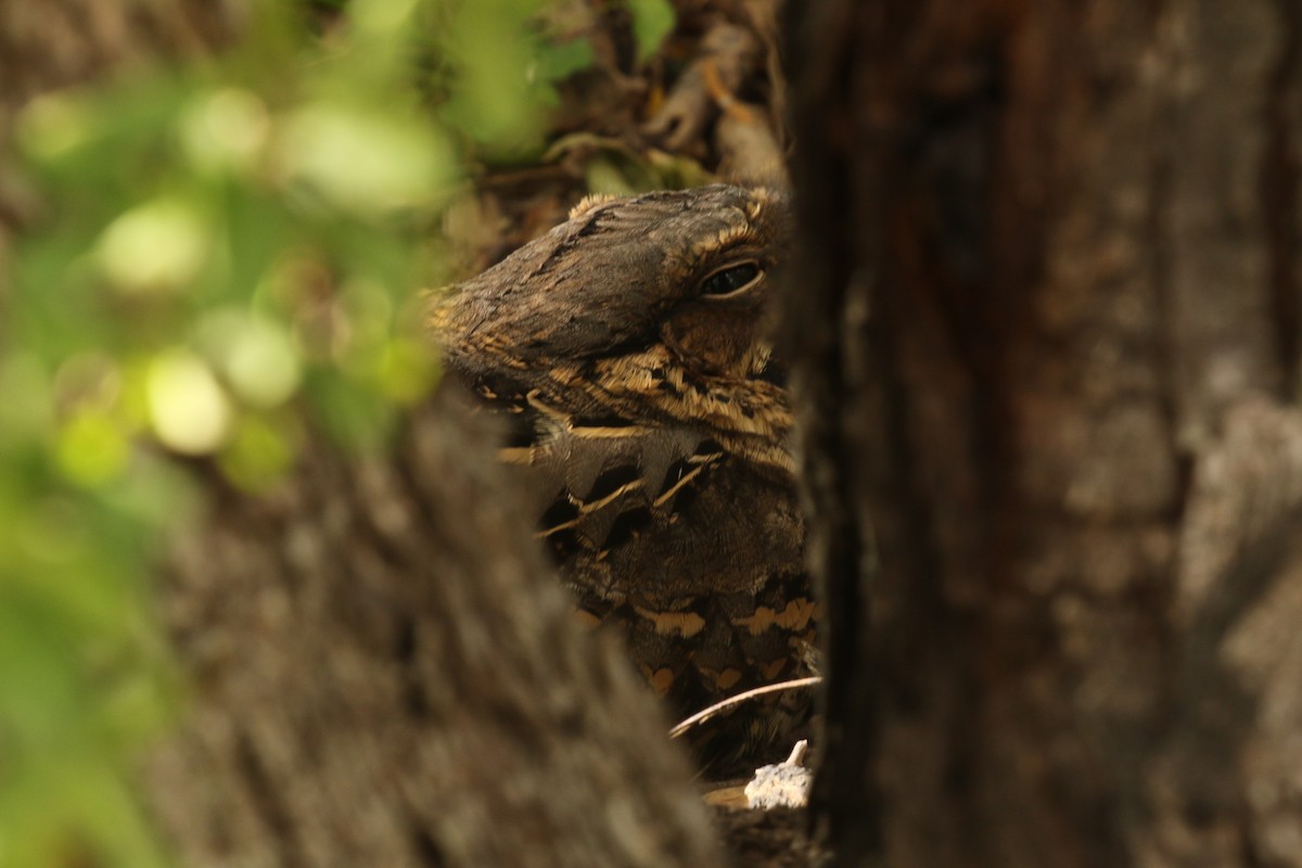 Common Pauraque - ML645242096