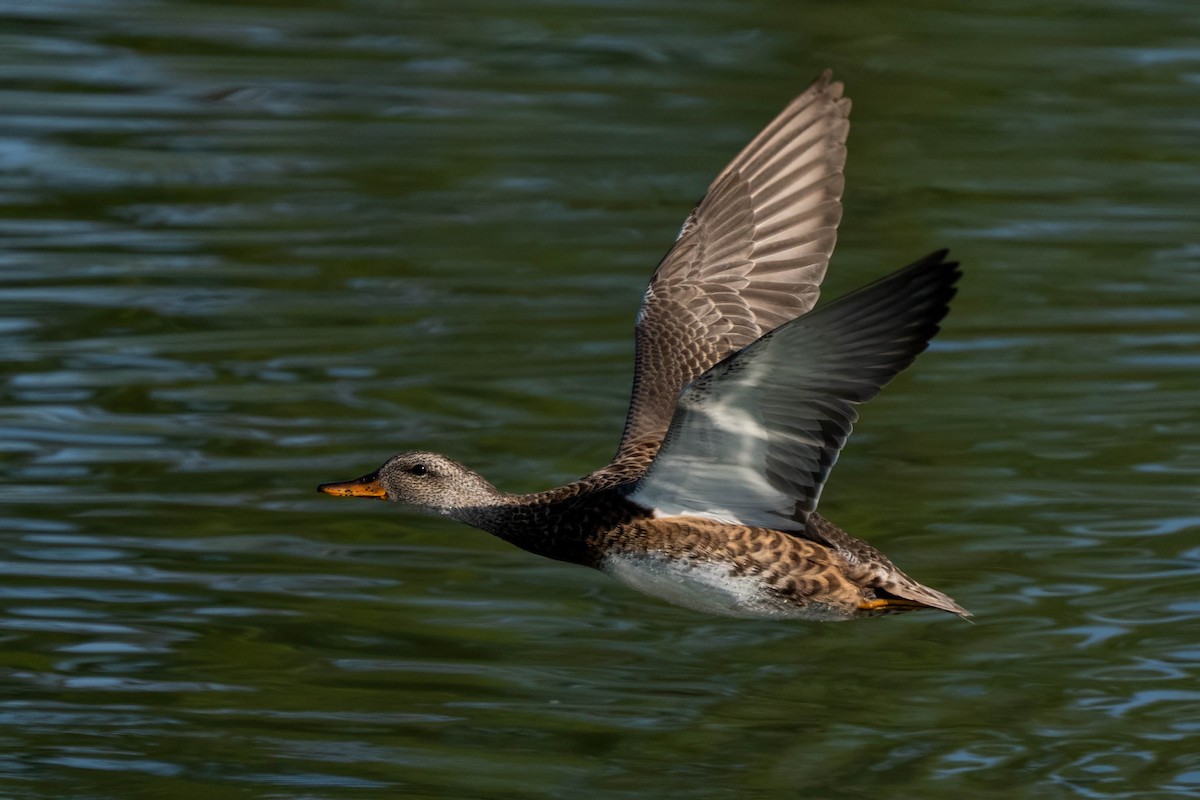 Gadwall - ML645242105
