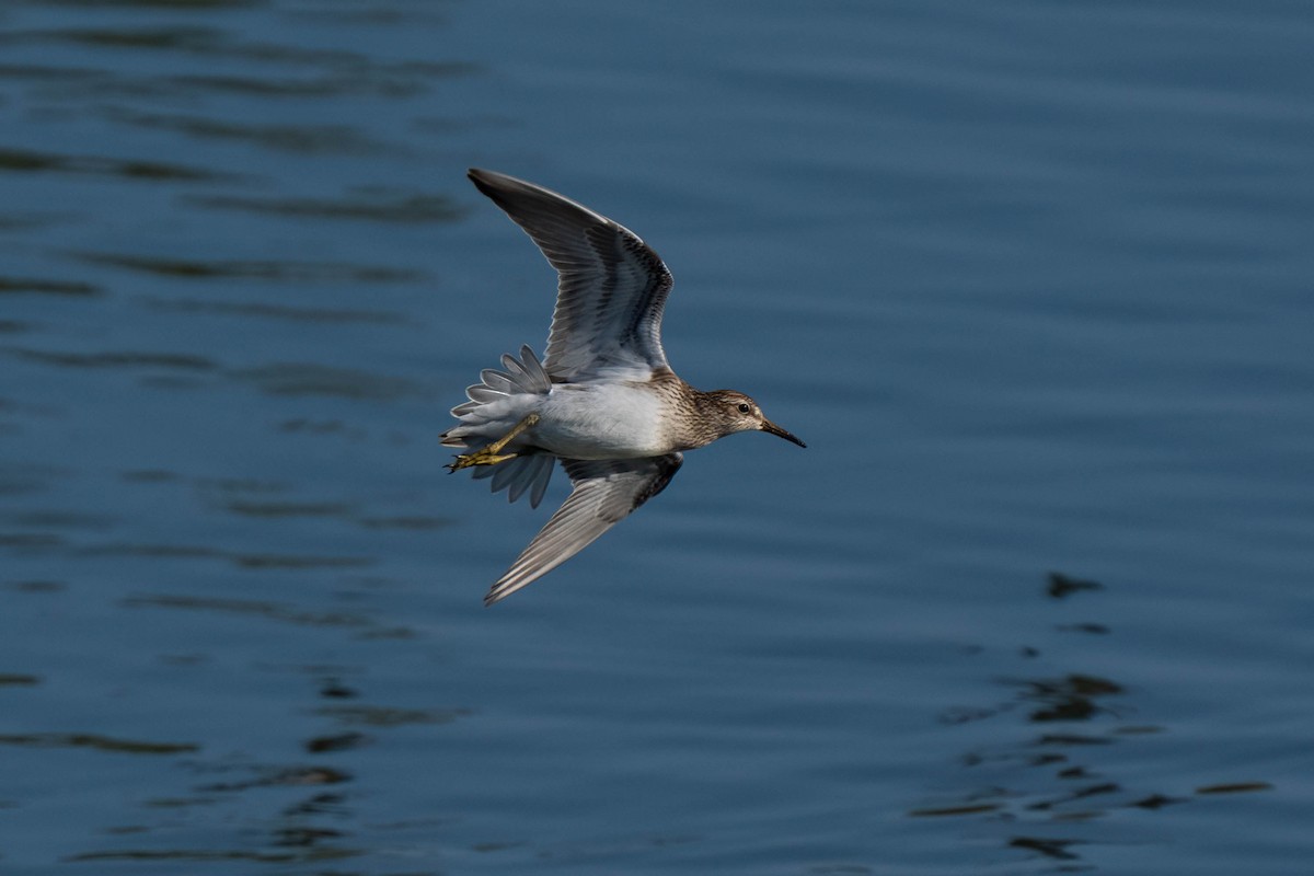 Pectoral Sandpiper - ML645242128