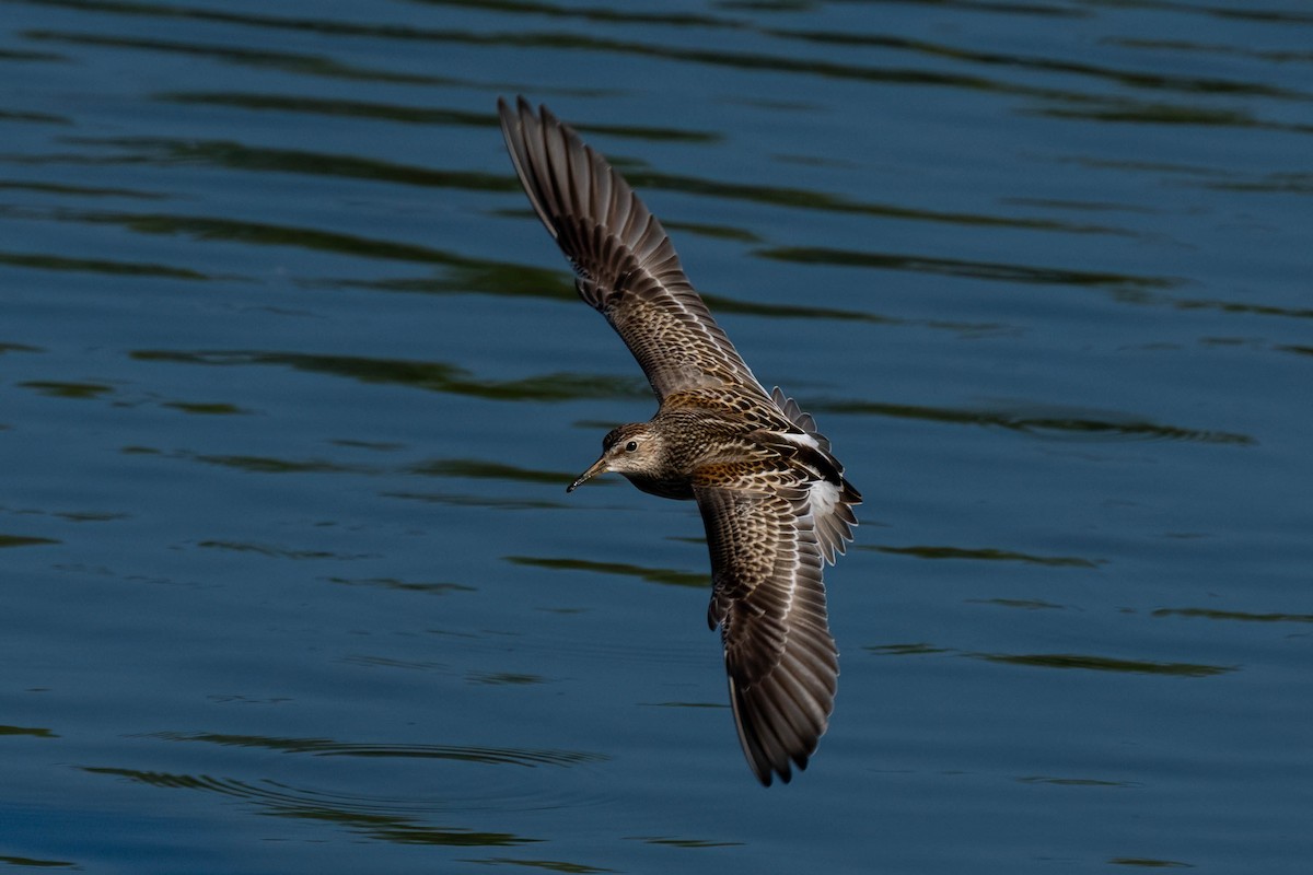 Pectoral Sandpiper - ML645242134