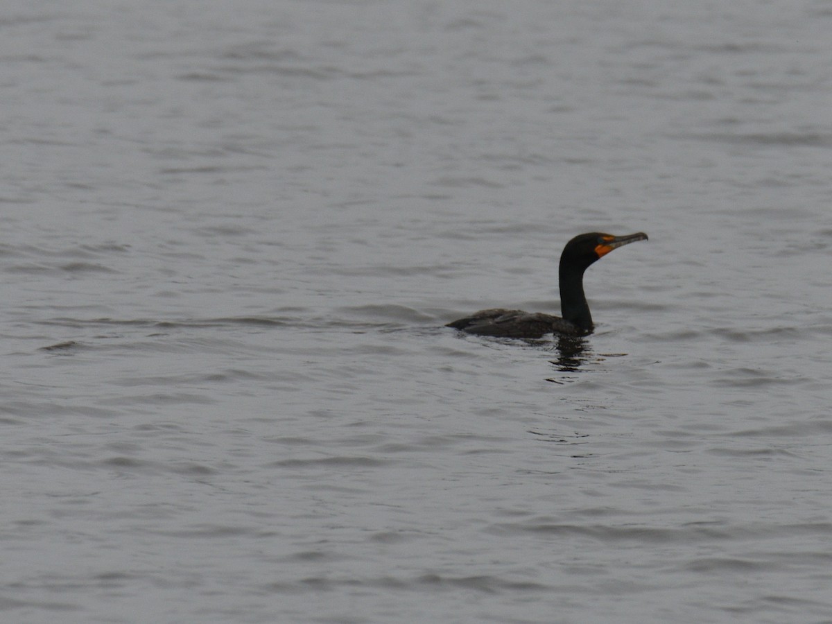 Cormorán Orejudo - ML645242135