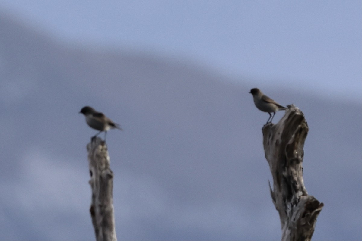 Dormilon bistré - ML645242145