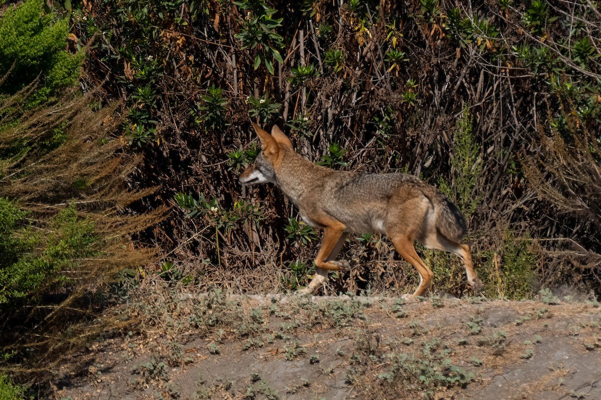 Coyote - ML645242150