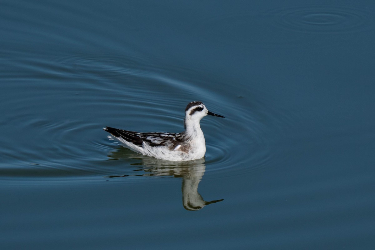 Red-necked Phalarope - ML645242153