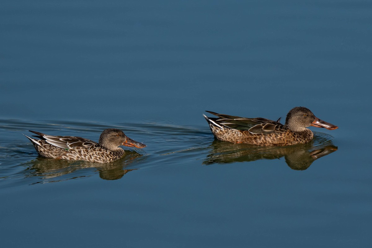 skjeand - ML645242162