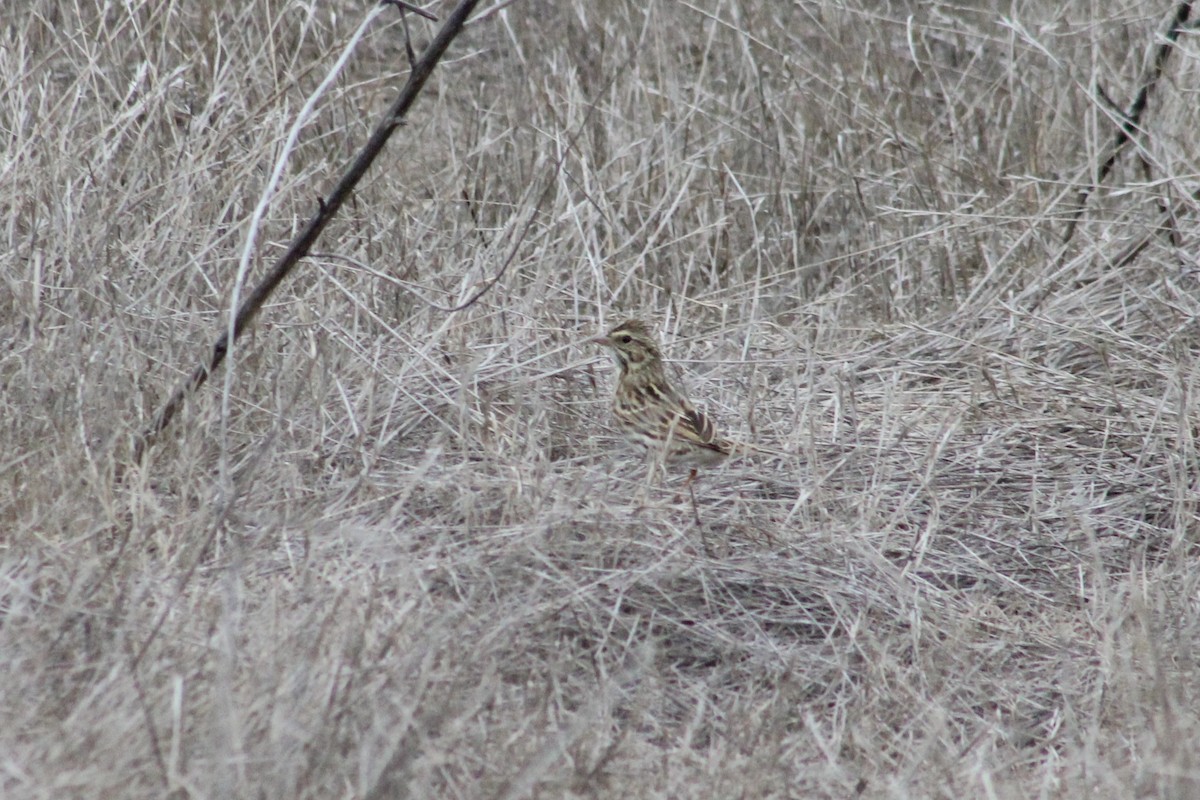 Пасовник савановий - ML645242163