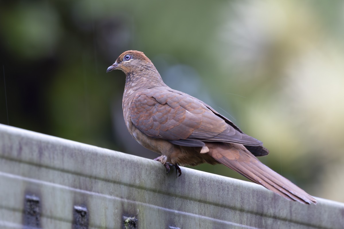 Phasianelle brune - ML645242164