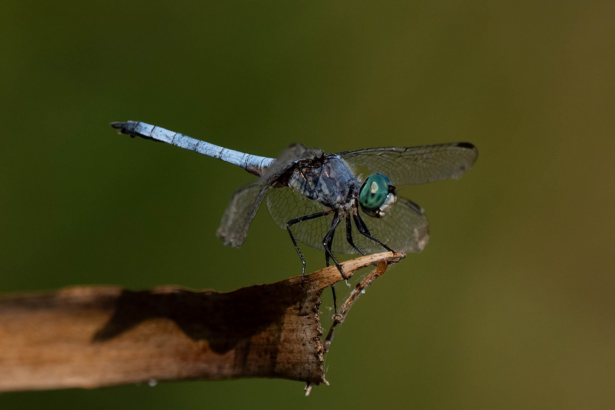 Blue Dasher - ML645242165