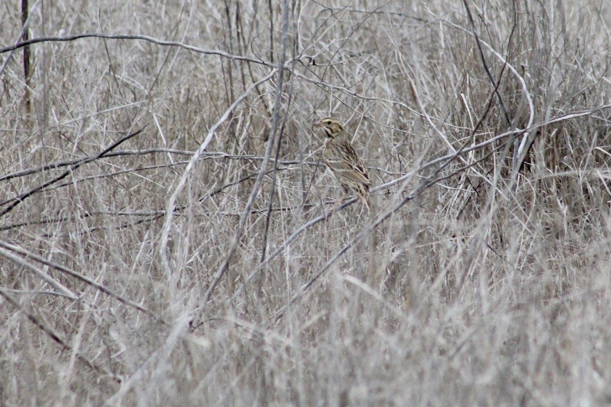 Пасовник савановий - ML645242167