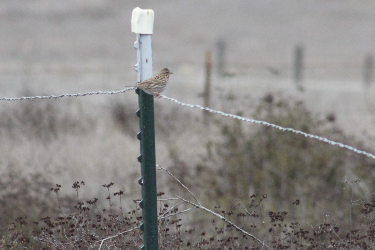 Пасовник савановий - ML645242168
