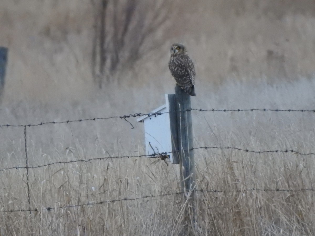 コミミズク - ML645242173