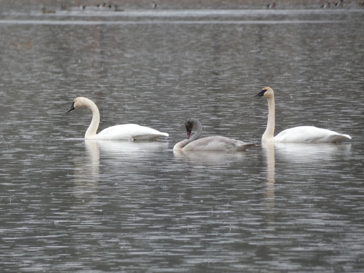 Trumpeter Swan - ML645242174