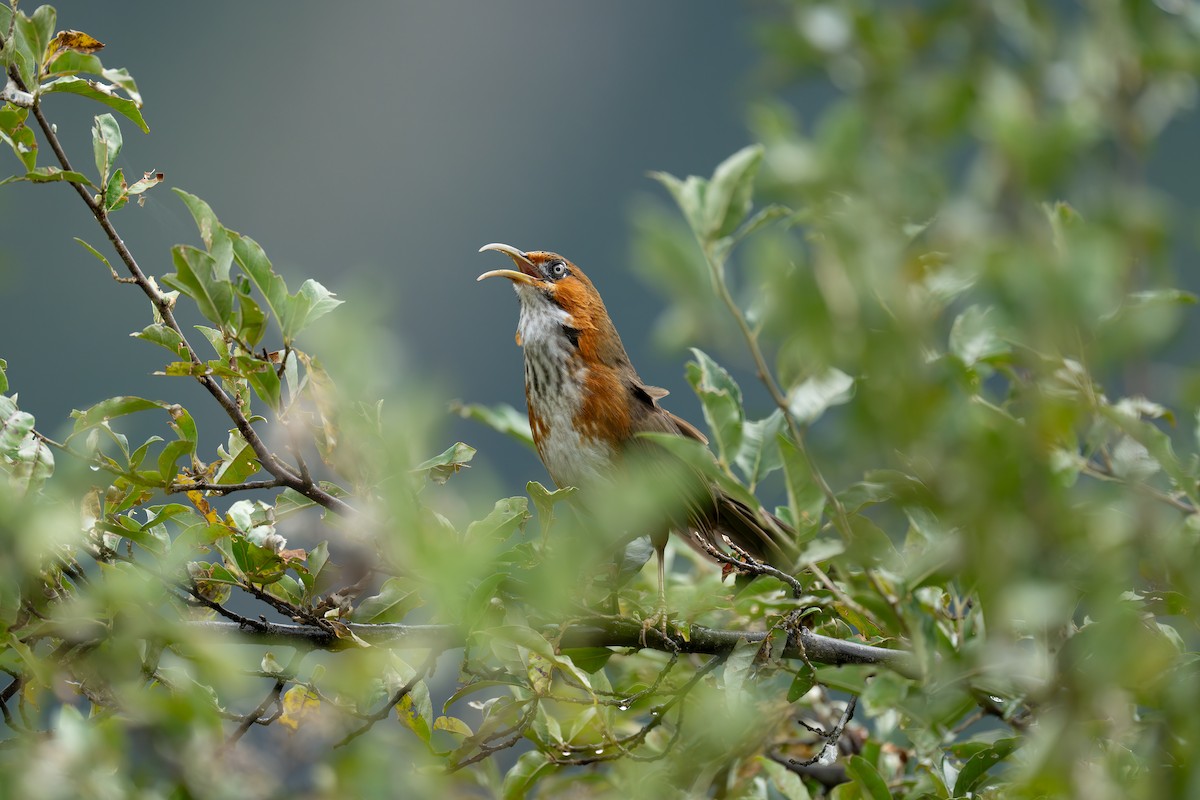 Rusty-cheeked Scimitar-Babbler - ML645242175
