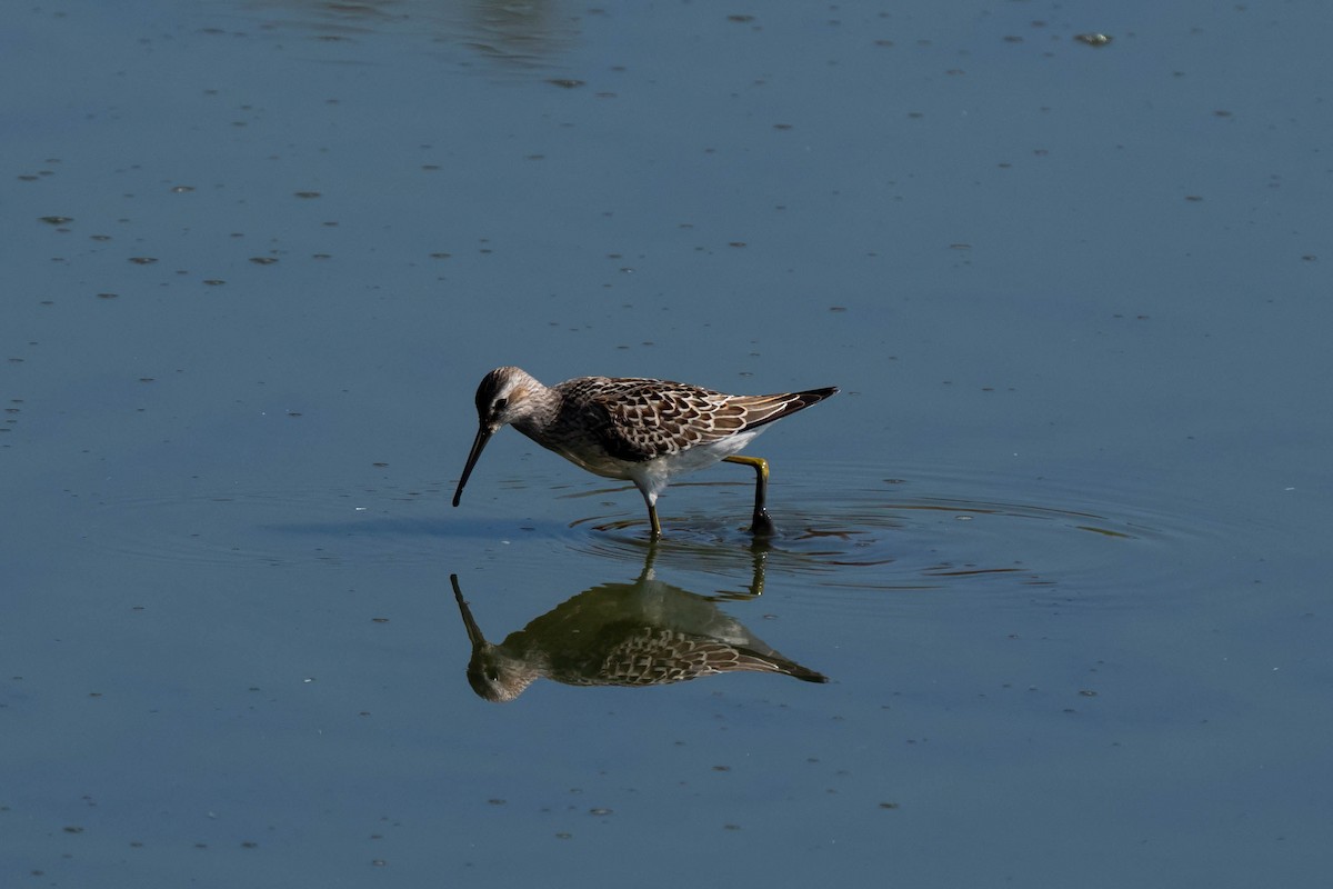 Stilt Sandpiper - ML645242176