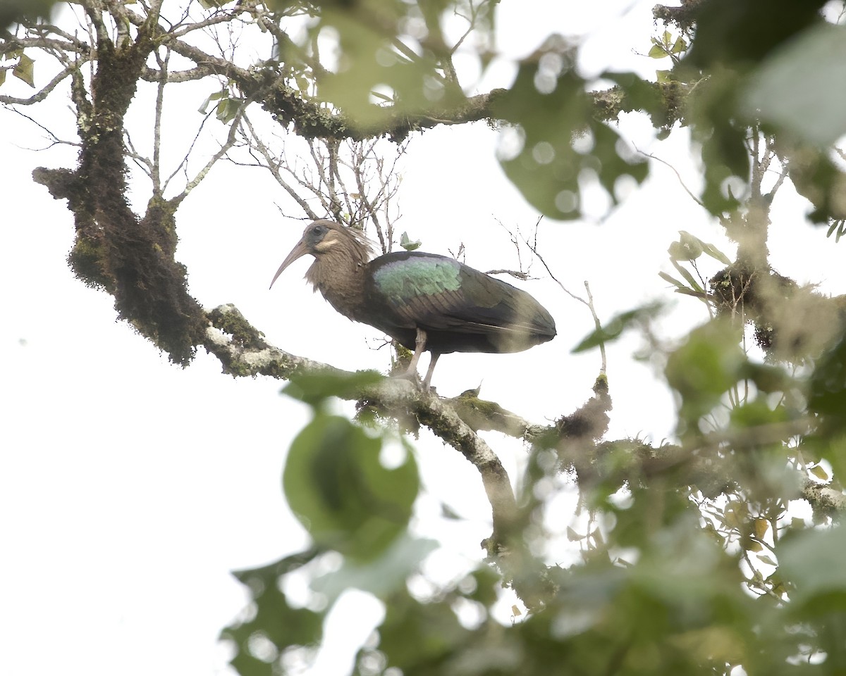 Olive Ibis - ML645242178